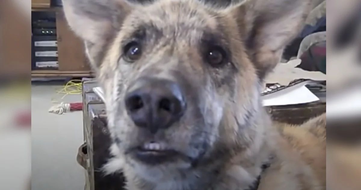 Owner tells dog he gave the cat all the treats, and dog’s perfect retaliation earns 200M views